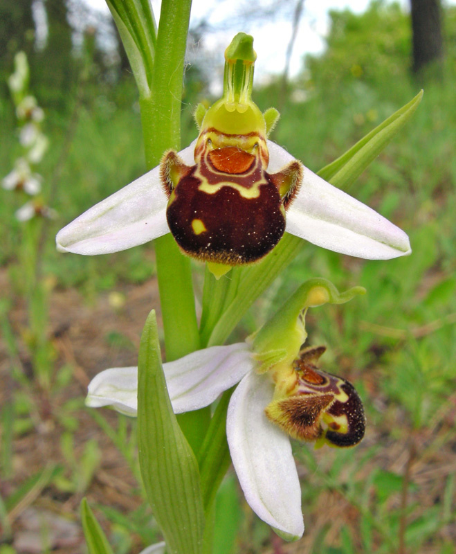 Orchidee del Chianti - Ophrys sphegodes e altre...